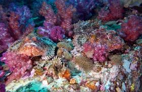 Birmanie - Mergui - 2018 - DSC03200 - Tasseled scorpionfish - Poisson scorpion a houpe - Scorpaenopsis oxycephala